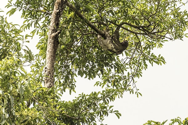 Amatista - Ucayali & Amazonas