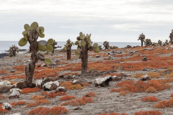 Angel Yacht - 5-day Cruise 