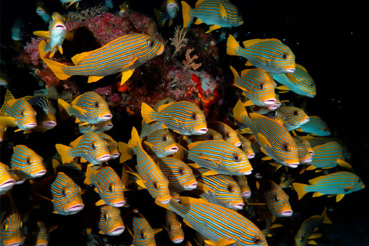 Anne Bonny - Raja Ampat Full Park - Day 2