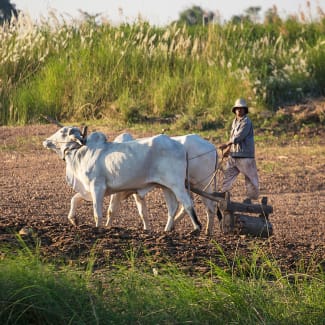 Farmer working in the field with buffalos