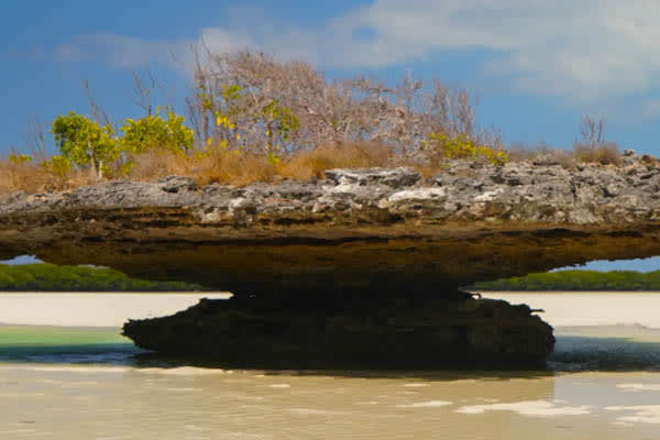 Aqua Lares - Aldabra & Seychelles’ Outer Islands​ - Day 4