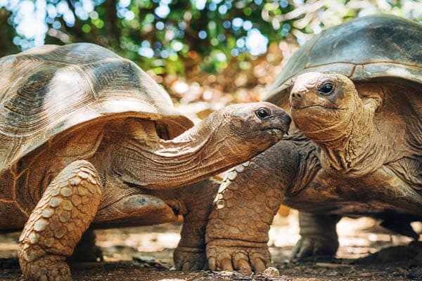 Aqua Lares - The Coralline Seychelles & Inner Islands - Day 13