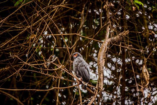 Agua Marina’s 8-Day Bird Watching Itinerary Day Three - Bird Watching.
