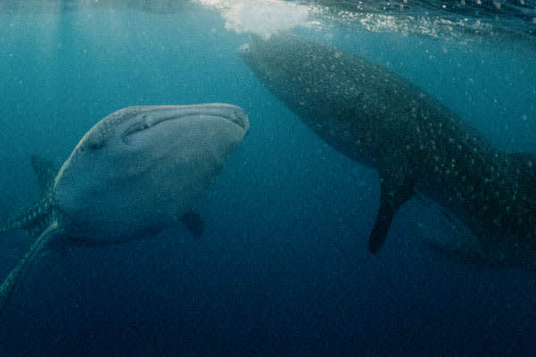 Celestia - Bali - Komodo - Day 3