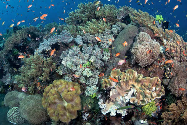 Celestia - Bali - Komodo - Day 8