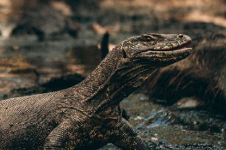 Celestia - Komodo National Park - Day 1