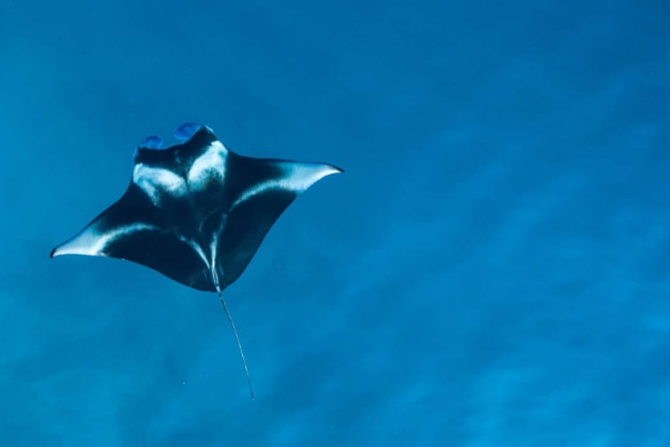 Celestia - Komodo National Park - Day 3