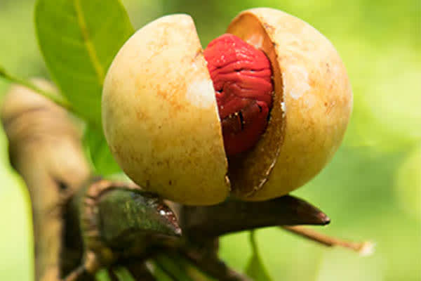 Celestia - Maumere - Ambon - Day 11