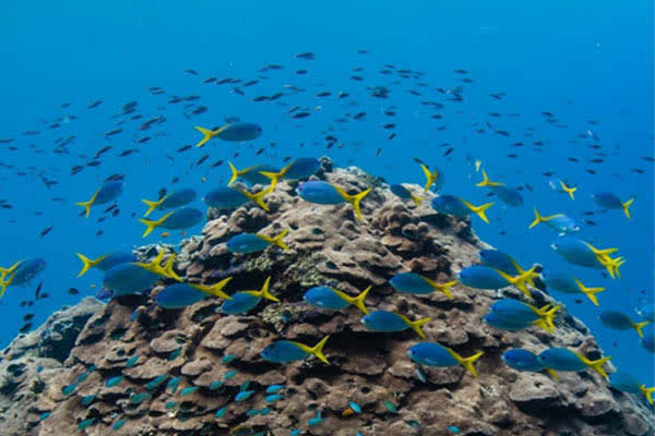 Celestia - Raja Ampat South & Central - Day 2