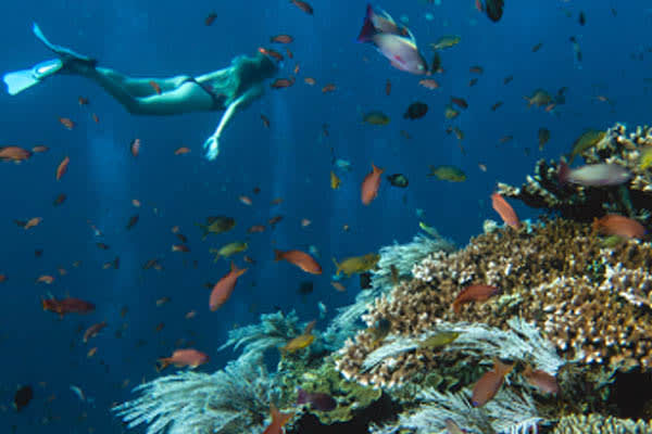 Celestia - Raja Ampat South & Central - Day 7