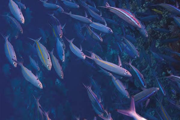 Celestia - The Spice Islands & Misool - Day 11