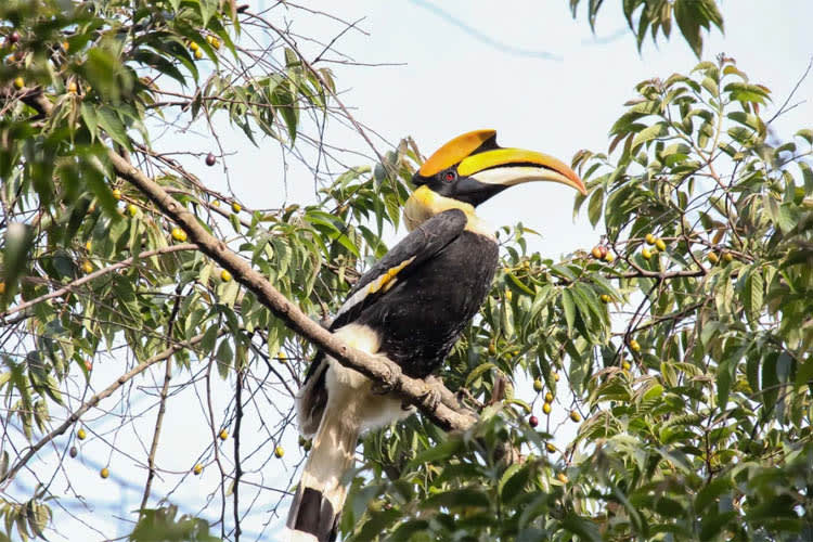 Charaidew II - Rhinos & More - Day 5