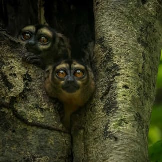 Night Monkey in Amazon