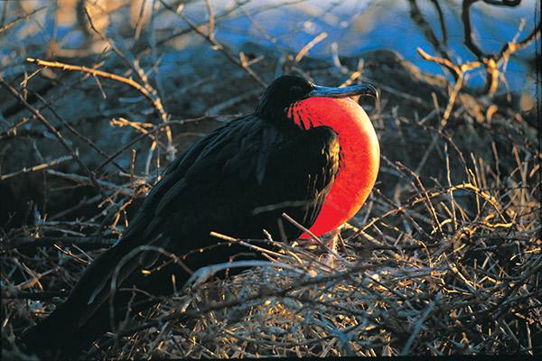 Grand Majestic’s 8-Day Itinerary A Day Five - Endemic Frigate Birds.