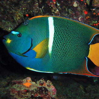 Green and blue Angel Fish