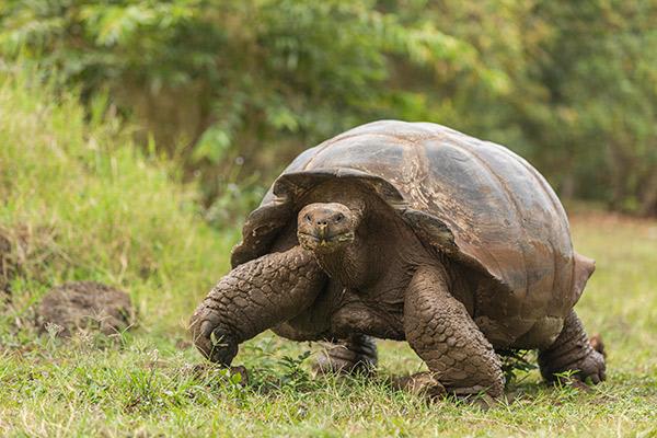 Treasure of the Galapagos 5-Day 'A' Itinerary Day One - Galapagos Giant Tortoise.