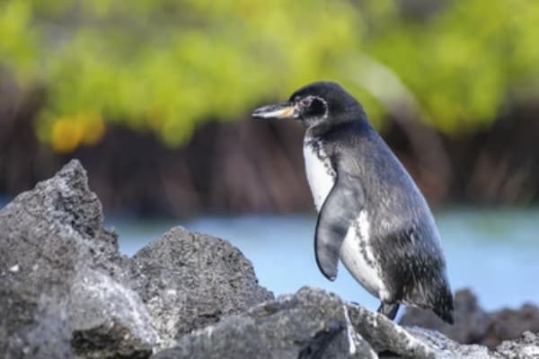 Galapagos Horizon - Central & Western Islands