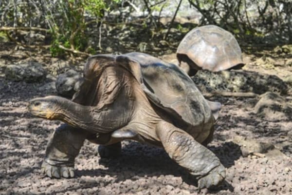 Galapagos Horizon - Southern & Eastern