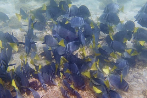 Galaxy Diver - Long Naturalist Cruise