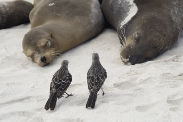 Galaxy Sirius - Itinerary A