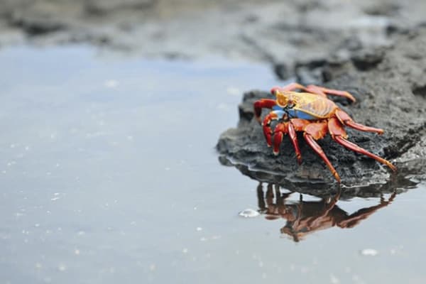 Galaxy Sirius - Itinerary B