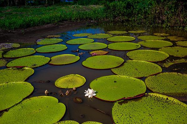 Spondias 8-Day Itinerary Day Three - Giant Water Lily.