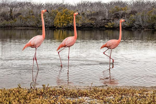 Treasure of the Galapagos 7-Day 'C' Itinerary Day Seven - Flamingo Sighting.