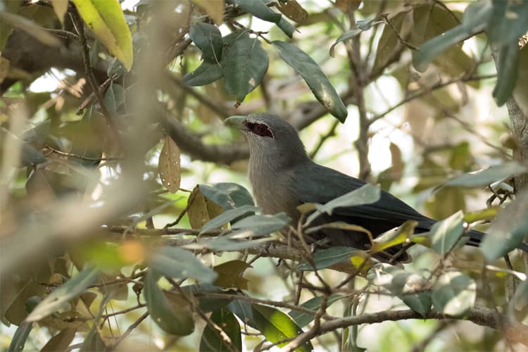 Kindat Pandaw - Nagaland's Hornbill Festival & Brahmaputra Expedition - Day 5