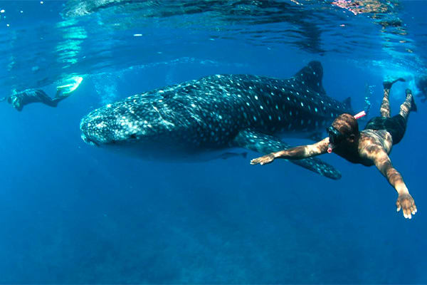 Kontiki - Island Odyssey A