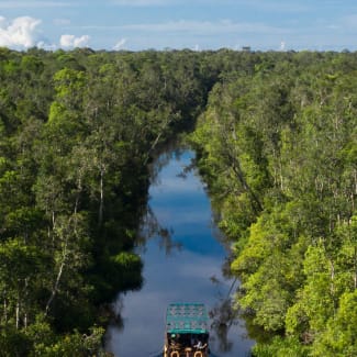 Narrow river in the jungle