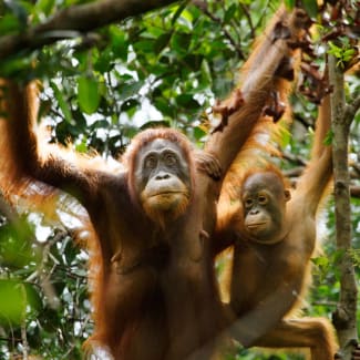 Orangutan mom and a baby