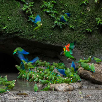 Clay Lick Ecuadorean Amazon