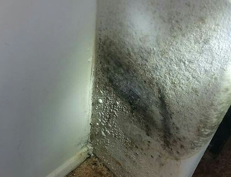 MOLD 2.jpg