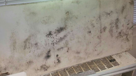 MOLD 3.jpg