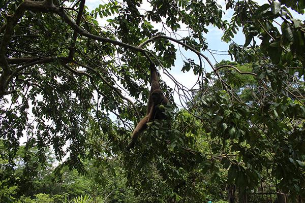 Agua Marina’s 4-Day Itinerary Day Two - Monkey Sighting.