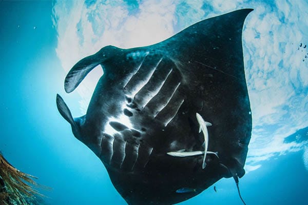 Mutiara Laut - North & South Raja Ampat: Misool, Waigeo, & Wayag - Day 9