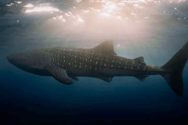 Mutiara Laut - Whalesharks, Waterfalls, & Dragons: Komodo to Bali - Day 6