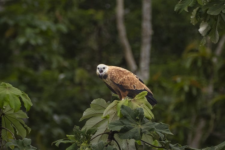 Pure Amazon - 7-Night Itinerary