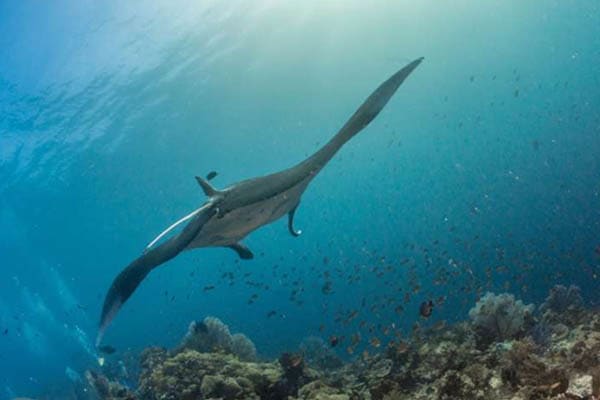 Samara Otium - Raja Ampat The Coral Triangle: South to North Expedition - Day 11