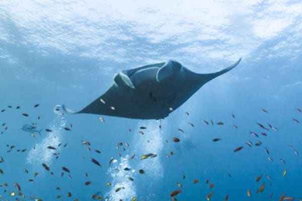 Samara Otium - Raja Ampat The Coral Triangle: South to North Expedition - Day 3