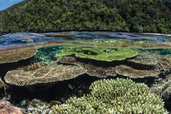 Samara Otium - Raja Ampat The Coral Triangle: South to North Expedition - Day 6