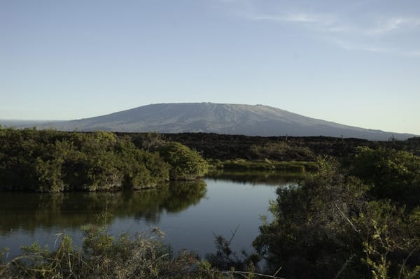 Sea Star (RG) - Western Islands