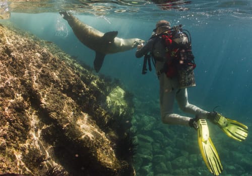 Sea,Lion,Seal,Coming,To,You,Underwater