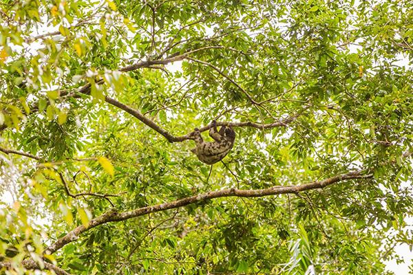 Spondias 6-Day Itinerary Day Three - Sloth Sighting.