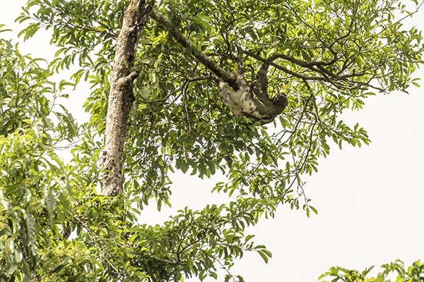 Perla’s 7-Day Itinerary Day Two - Sloth Sighting.