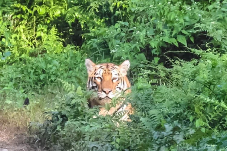 Sukapha - River Island Cruise - Day 3