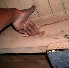 TERMITE-DAMAGE--1.jpg
