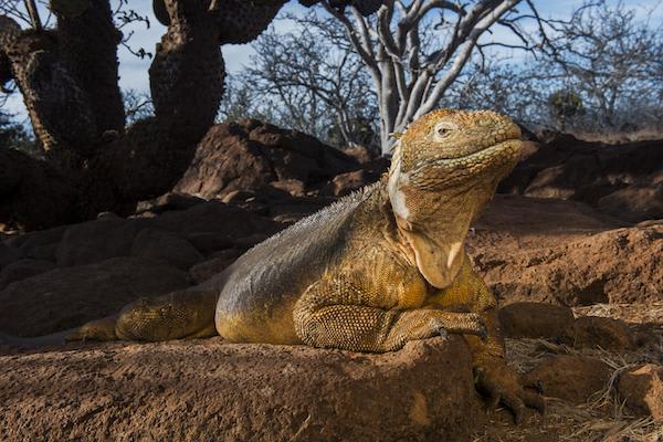 Treasure of the Galapagos 7-Day 'C' Itinerary Day Two - Land Iguana.